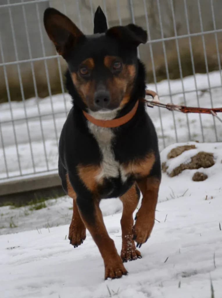 Pepe,  Mixed Breed for adoption at Schronisko dla Zwierząt Koszalin, Koszalin