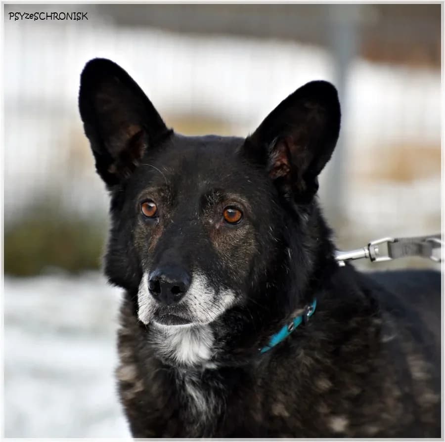 Wedel,  Mixed Breed for adoption at Schronisko dla Zwierząt Koszalin, Koszalin