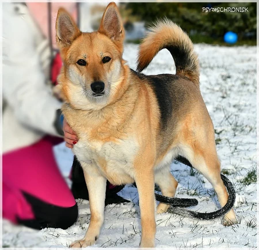 Kama,  Mixed Breed for adoption at Schronisko dla Zwierząt Koszalin, Koszalin
