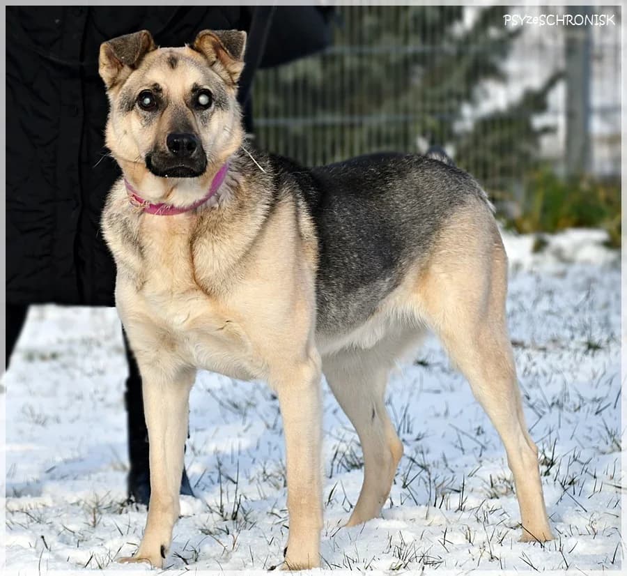 Kast,  Mixed Breed for adoption at Schronisko dla Zwierząt Koszalin, Koszalin