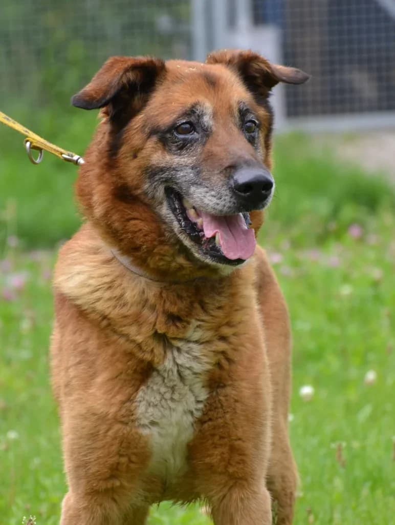 Diego,  Mixed Breed for adoption at Schronisko dla Zwierząt Koszalin, Koszalin