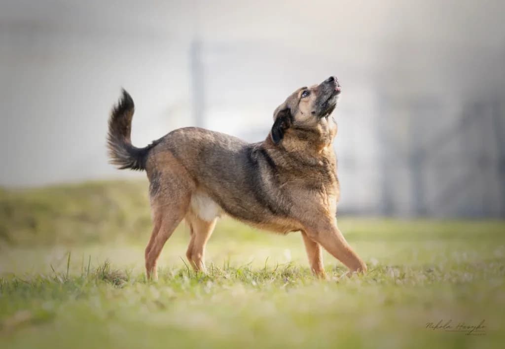 Planek,  Mixed Breed for adoption at Schronisko dla Zwierząt Koszalin, Koszalin