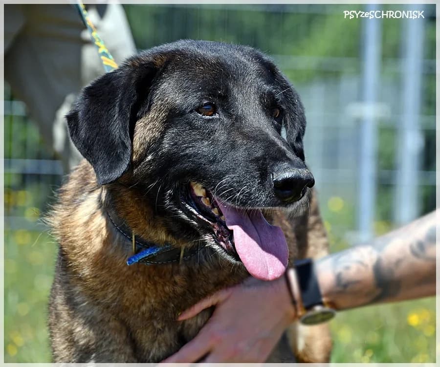 Fafik,  Mixed Breed for adoption at Schronisko dla Zwierząt Koszalin, Koszalin