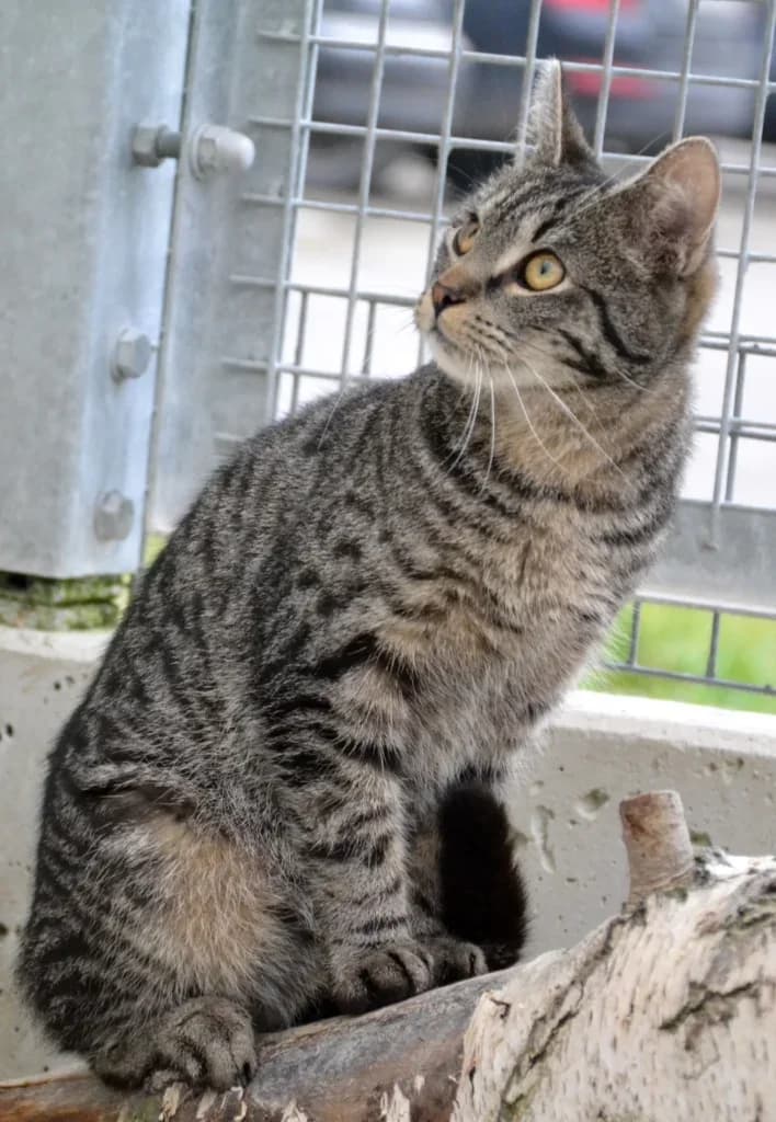 Muszu,  Mixed Breed for adoption at Schronisko dla Zwierząt Koszalin, Koszalin