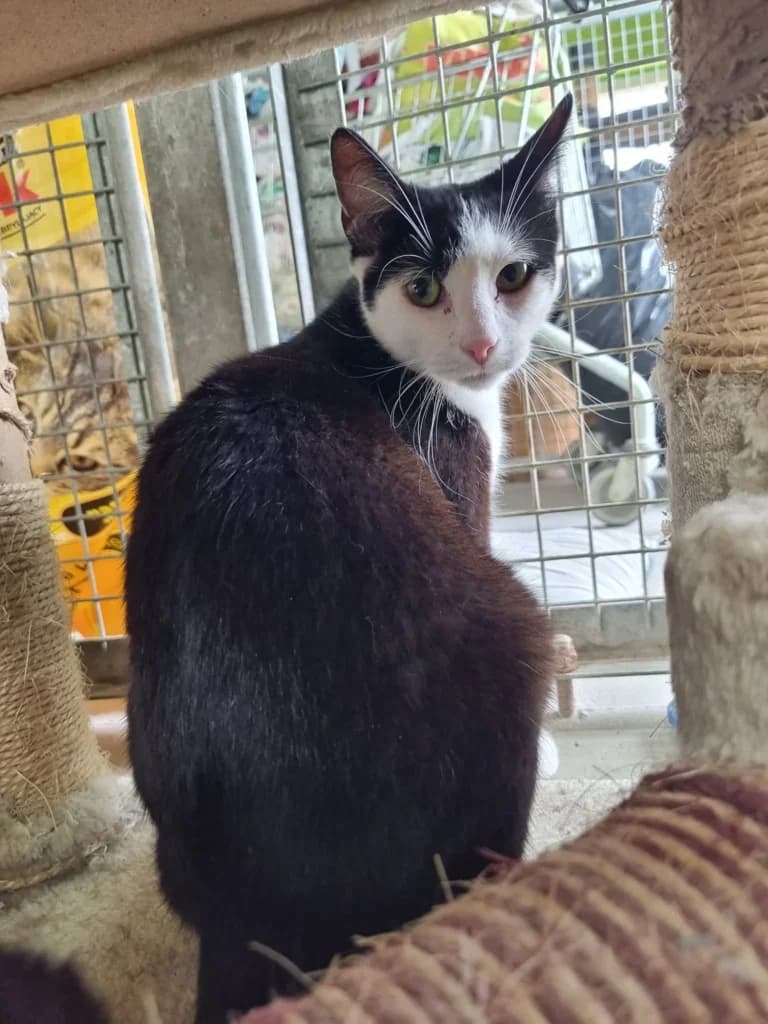 Lotek,  Mixed Breed for adoption at Schronisko dla Zwierząt Koszalin, Koszalin