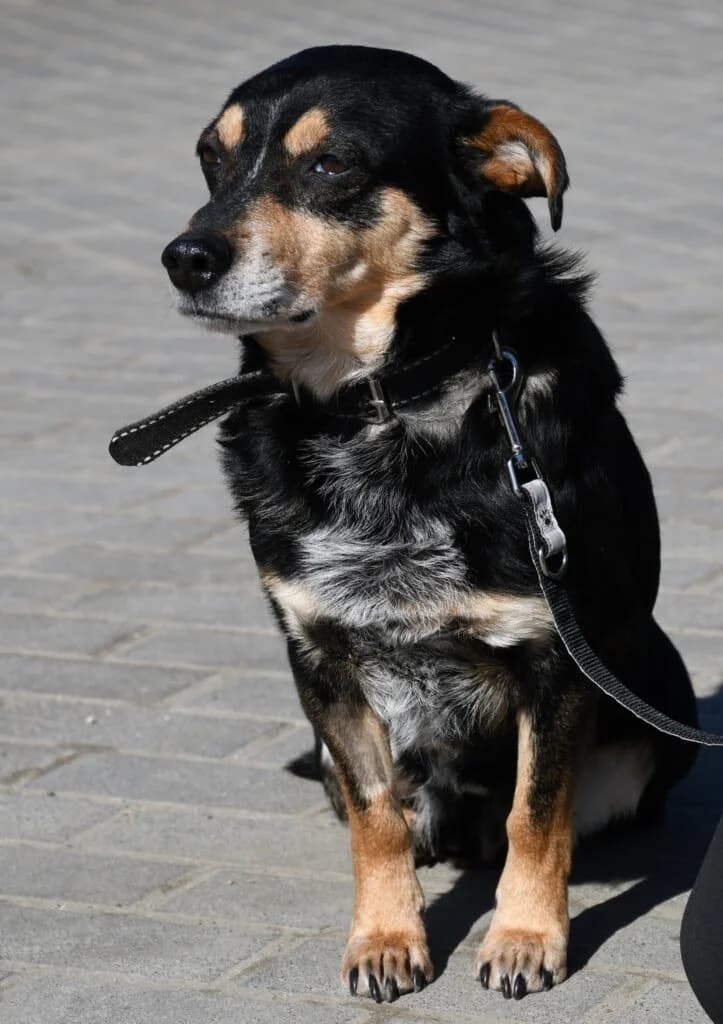 Miki,  Mixed Breed for adoption at Schronisko dla Zwierząt Koszalin, Koszalin