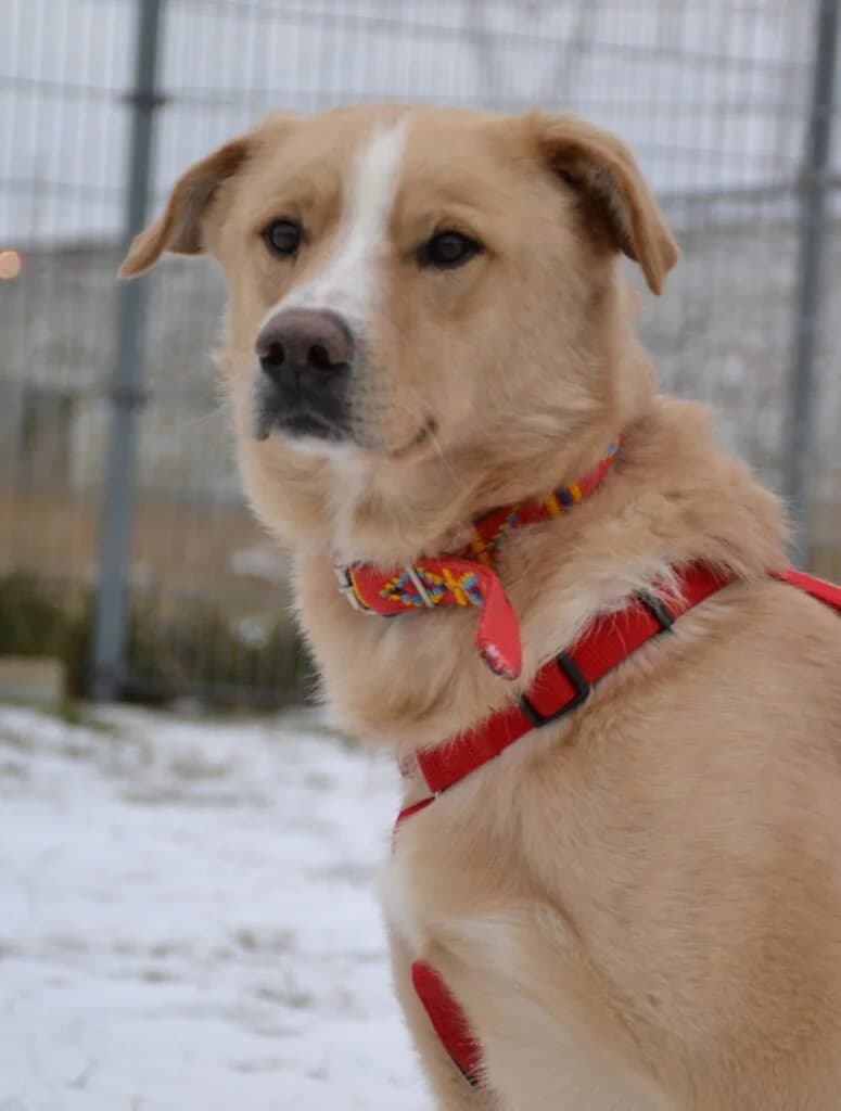 Thor,  Mixed Breed for adoption at Schronisko dla Zwierząt Koszalin, Koszalin