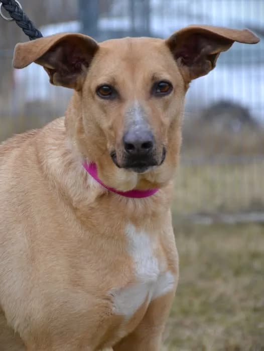 Zoya,  Mixed Breed for adoption at Schronisko dla Zwierząt Koszalin, Koszalin