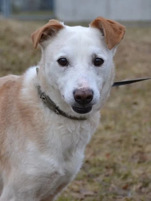 Vanil,  Mixed Breed for adoption at Schronisko dla Zwierząt Koszalin, Koszalin