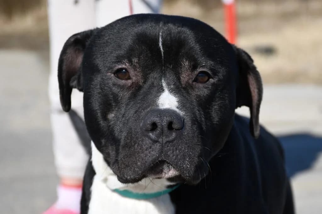 Amor,  Mixed Breed for adoption at Schronisko dla Zwierząt Koszalin, Koszalin