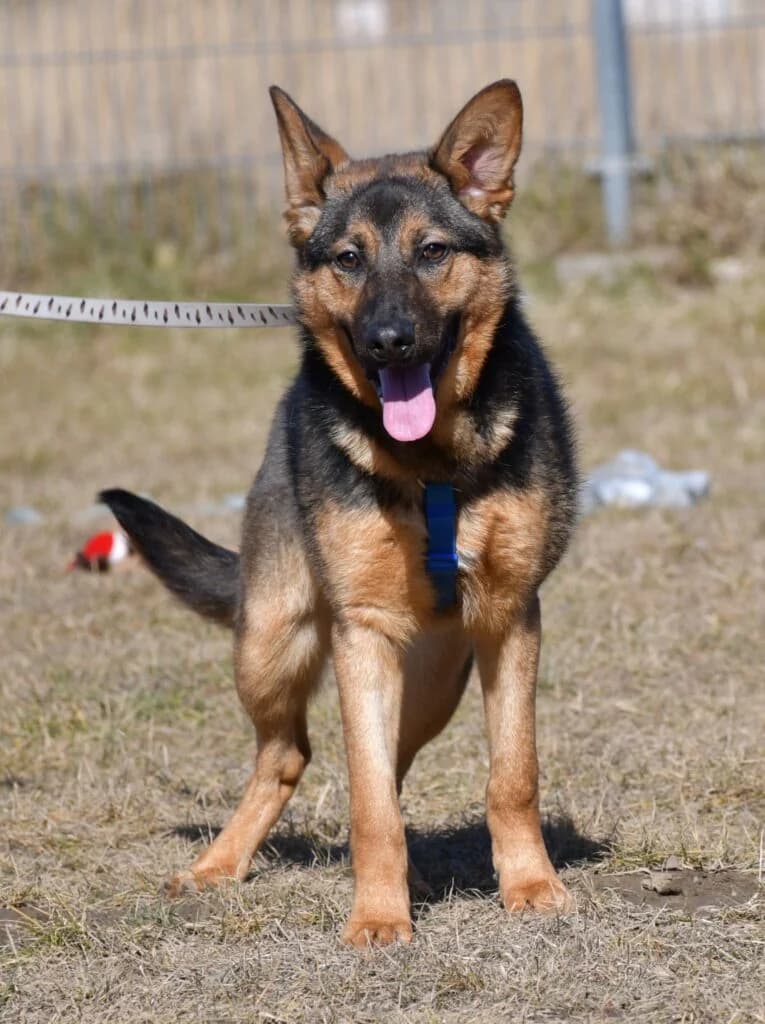 Holly,  Mixed Breed for adoption at Schronisko dla Zwierząt Koszalin, Koszalin