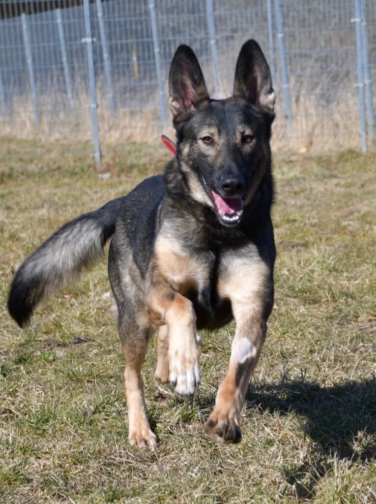 Riki,  Mixed Breed for adoption at Schronisko dla Zwierząt Koszalin, Koszalin