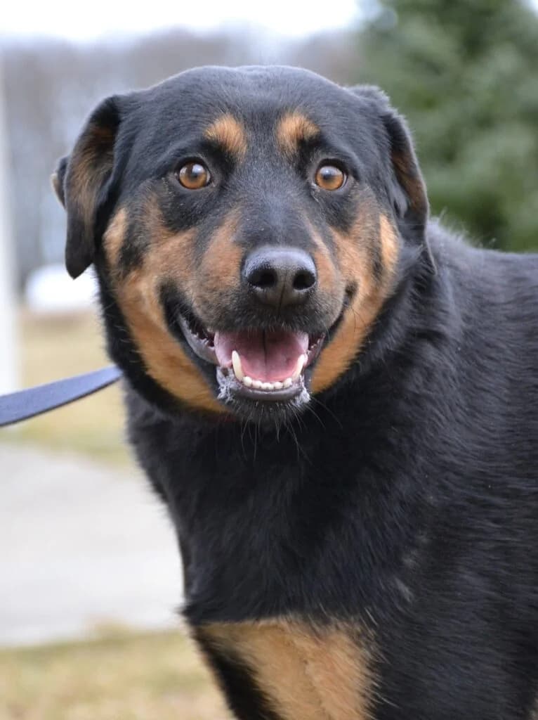Helena,  Mixed Breed for adoption at Schronisko dla Zwierząt Koszalin, Koszalin