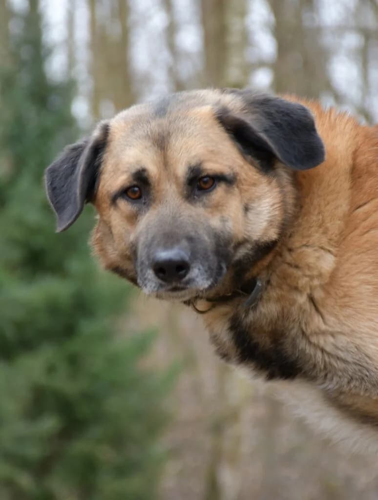 Odi,  Mixed Breed for adoption at Schronisko dla Zwierząt Koszalin, Koszalin