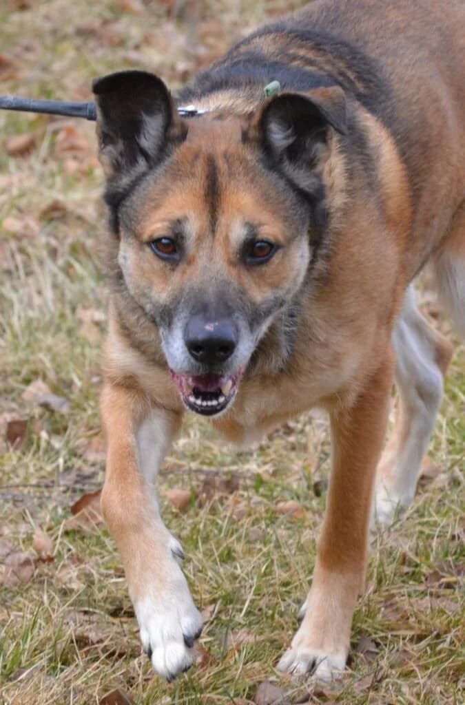 Buczek,  Mixed Breed for adoption at Schronisko dla Zwierząt Koszalin, Koszalin