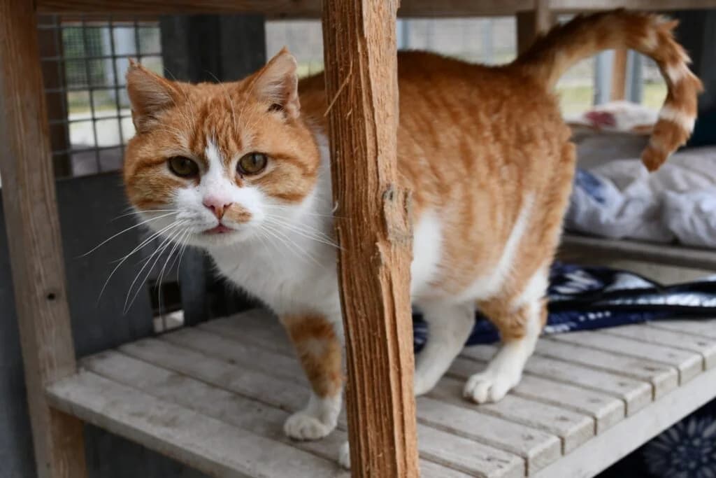 Rysiek,  Mixed Breed for adoption at Schronisko dla Zwierząt Koszalin, Koszalin
