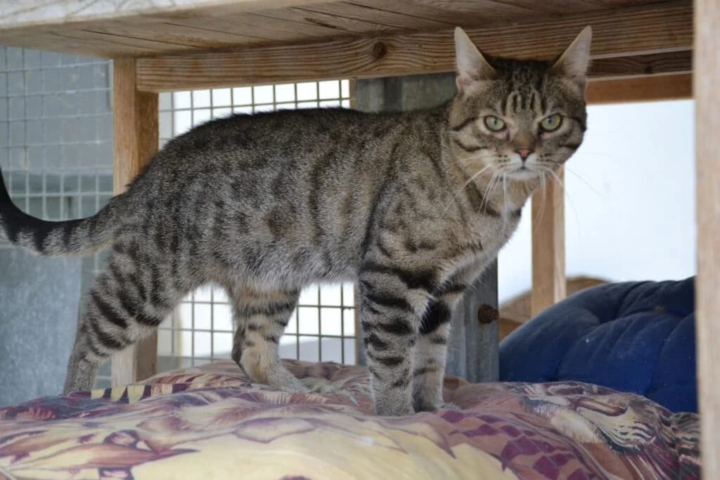 Piksel,  Mixed Breed for adoption at Schronisko dla Zwierząt Koszalin, Koszalin