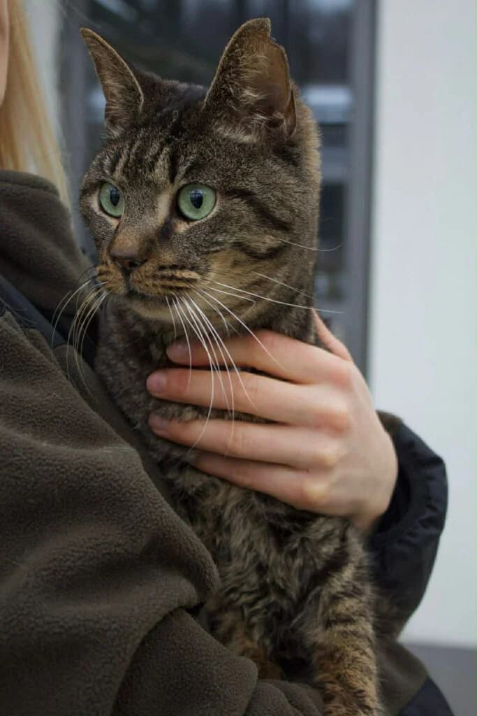 Apsik,  Mixed Breed for adoption at Schronisko dla Zwierząt Koszalin, Koszalin