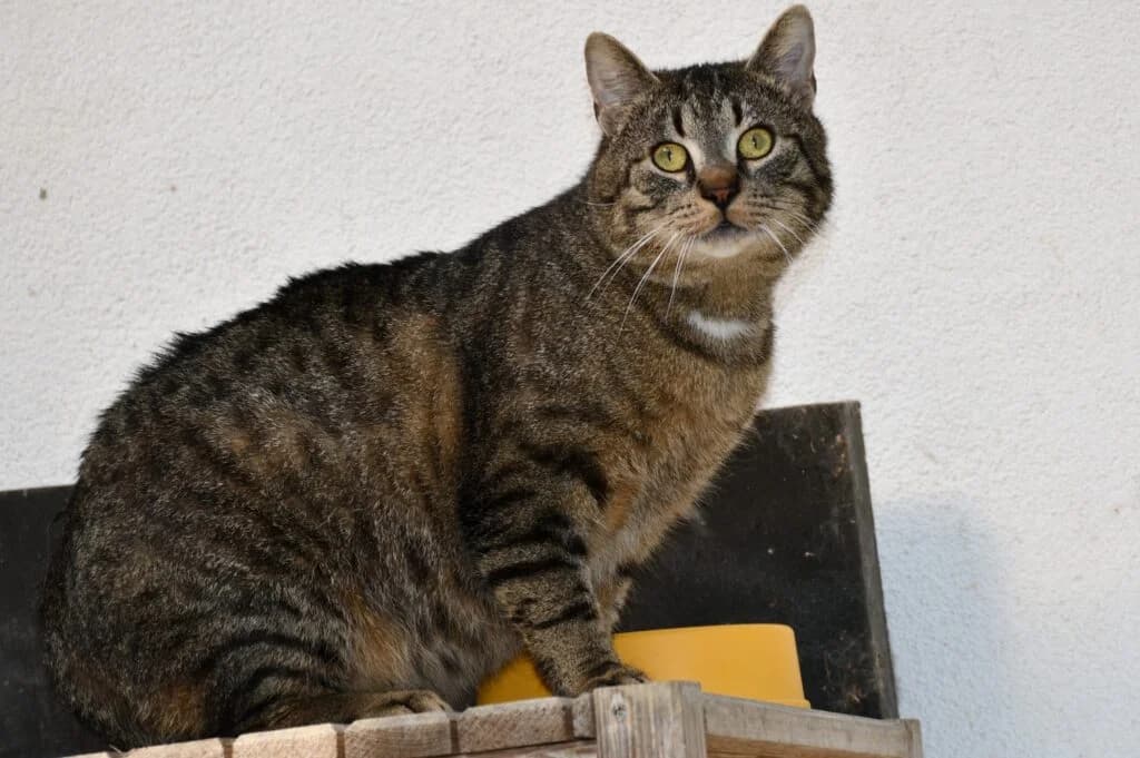 Robin,  Mixed Breed for adoption at Schronisko dla Zwierząt Koszalin, Koszalin