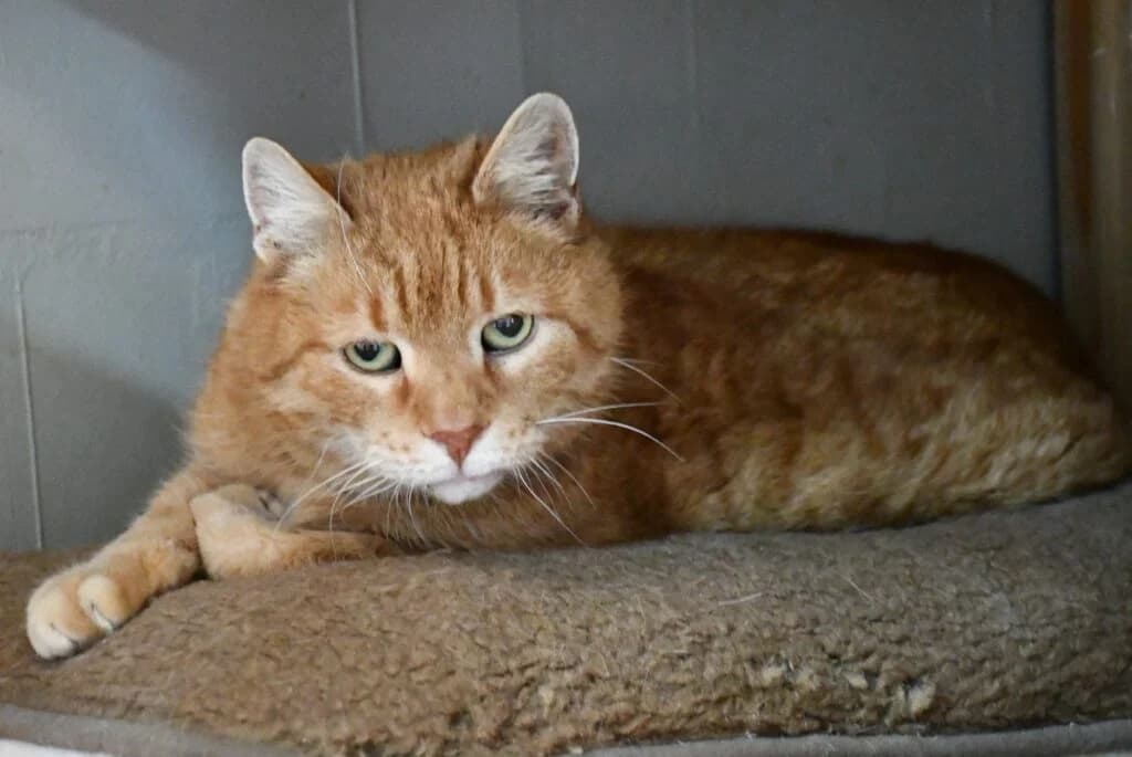 Cheddar,  Mixed Breed for adoption at Schronisko dla Zwierząt Koszalin, Koszalin
