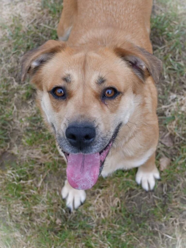 Sunny, Mixed Breed (Schronisko dla Zwierząt Koszalin)