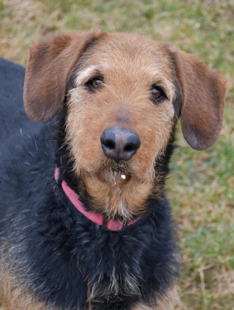 Dafi, Mixed Breed (Schronisko dla Zwierząt Koszalin)