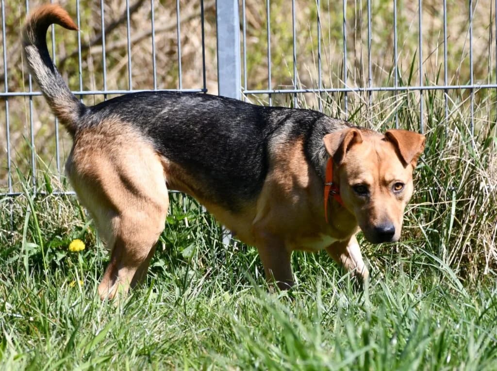 Savia, Mixed Breed (Schronisko dla Zwierząt Koszalin)