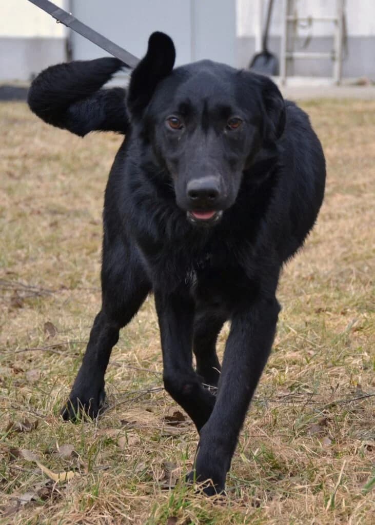 Gumiś, Mixed Breed (Schronisko dla Zwierząt Koszalin)