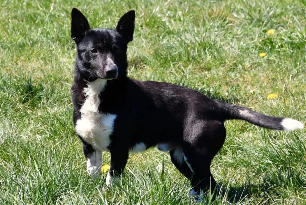Dyzio, Mixed Breed (Schronisko dla Zwierząt Koszalin)