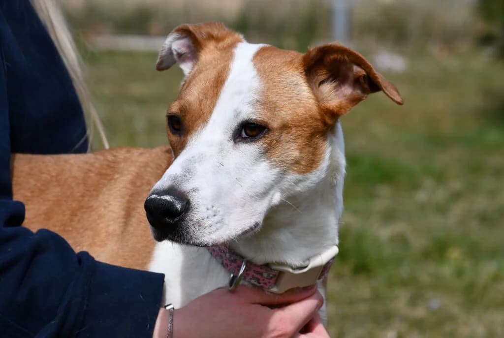 Hera, Mixed Breed (Schronisko dla Zwierząt Koszalin)