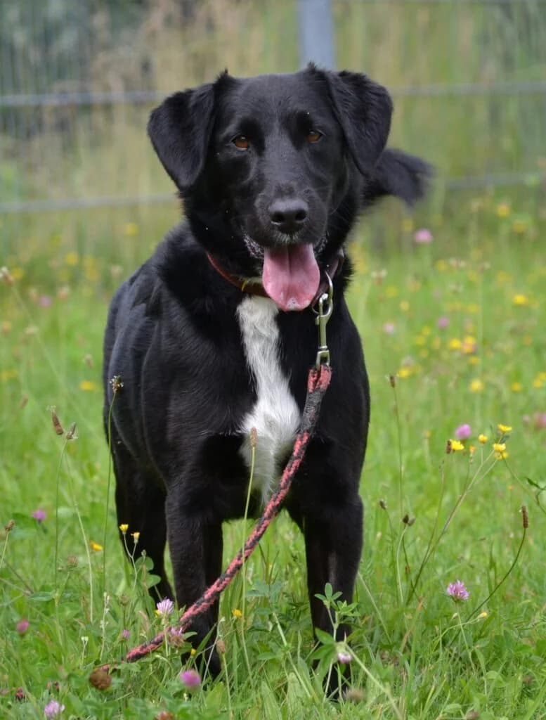 Roki,  Mixed Breed for adoption at Schronisko dla Zwierząt Koszalin, Koszalin