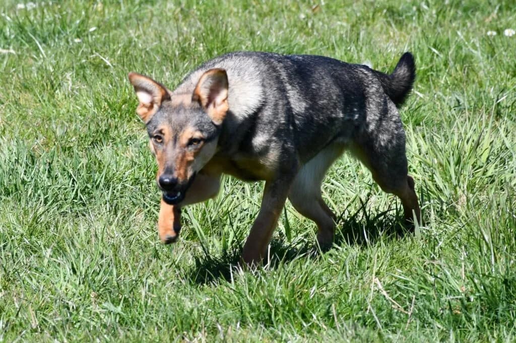Lira,  Mixed Breed for adoption at Schronisko dla Zwierząt Koszalin, Koszalin