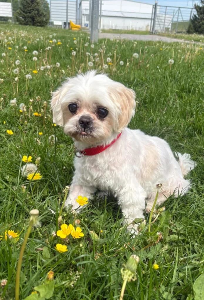 Mapet,  Mixed Breed for adoption at Schronisko dla Zwierząt Koszalin, Koszalin