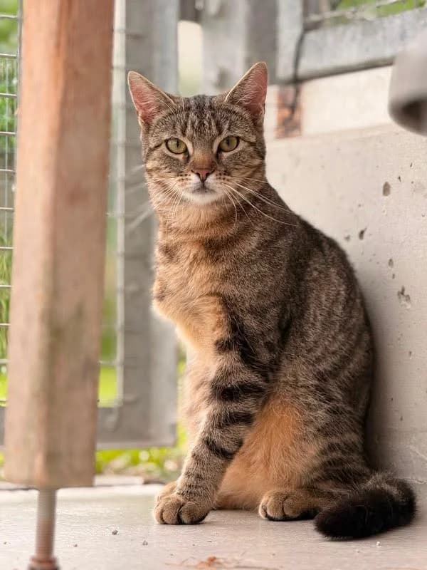 Łapka,  Mixed Breed for adoption at Schronisko dla Zwierząt Koszalin, Koszalin