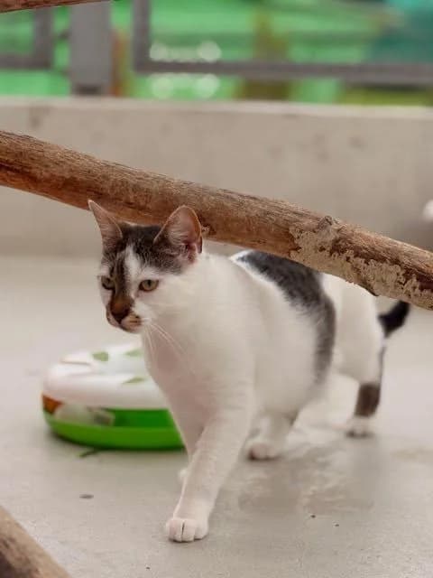 Tola,  Mixed Breed for adoption at Schronisko dla Zwierząt Koszalin, Koszalin