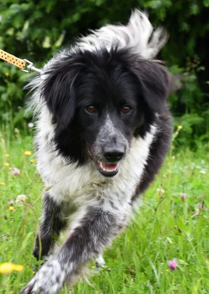 Freya,  Mixed Breed for adoption at Schronisko dla Zwierząt Koszalin, Koszalin