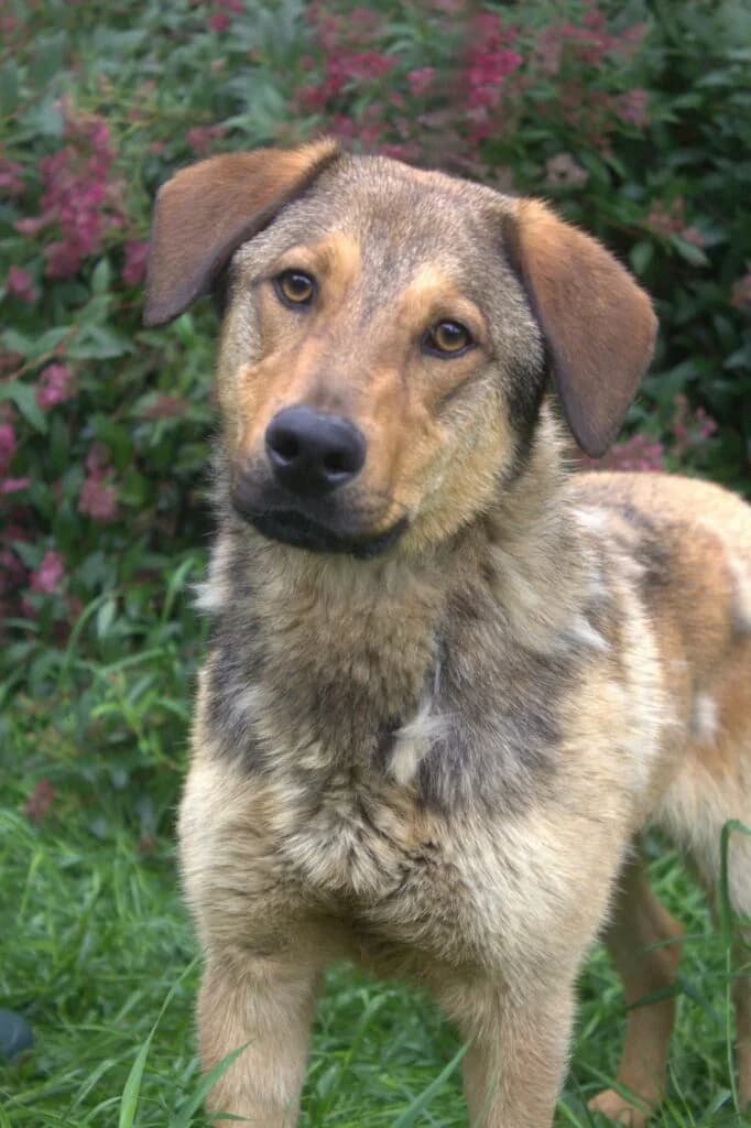 Lukier,  Mixed Breed for adoption at Schronisko dla Zwierząt Koszalin, Koszalin