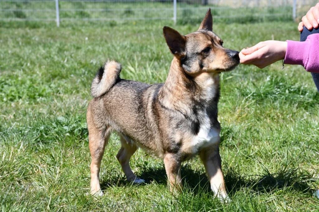 Ares,  Mixed Breed for adoption at Schronisko dla Zwierząt Koszalin, Koszalin