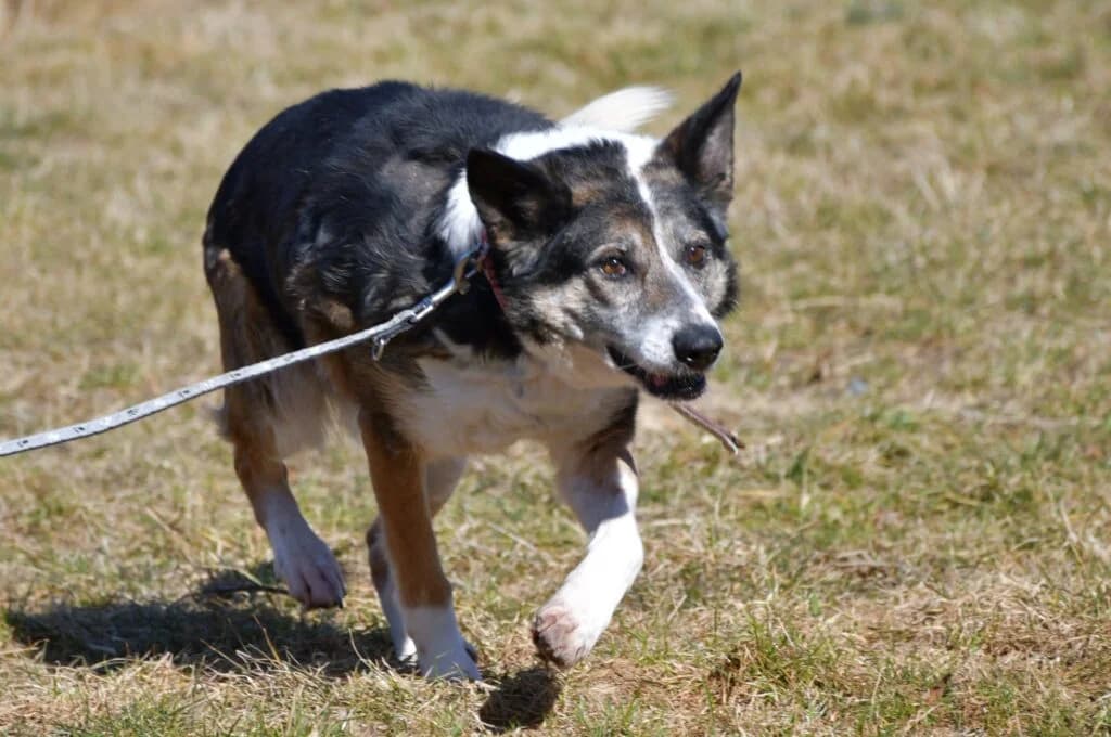 Trija,  Mixed Breed for adoption at Schronisko dla Zwierząt Koszalin, Koszalin
