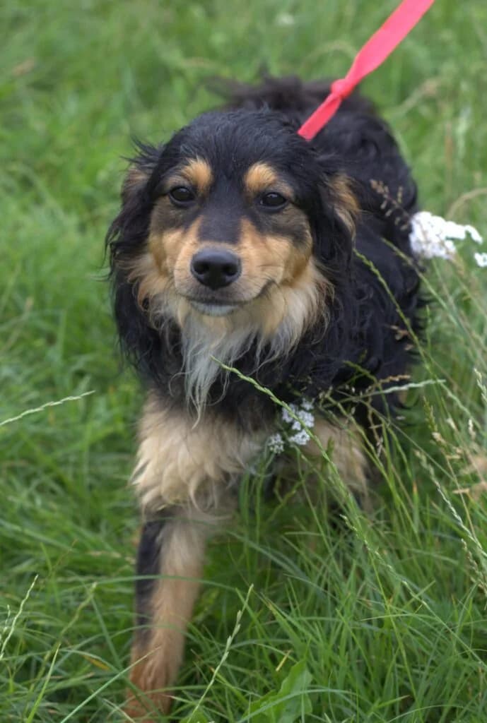 Niko, Mixed Breed (Schronisko dla Zwierząt Koszalin)