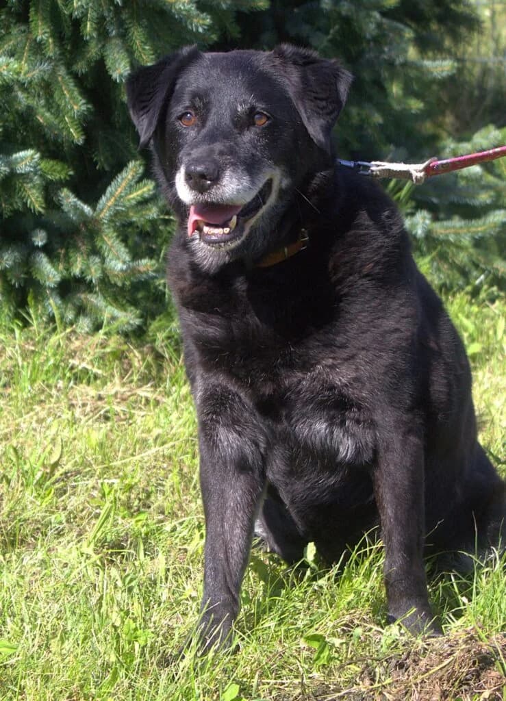 Ramzes,  Mixed Breed for adoption at Schronisko dla Zwierząt Koszalin, Koszalin