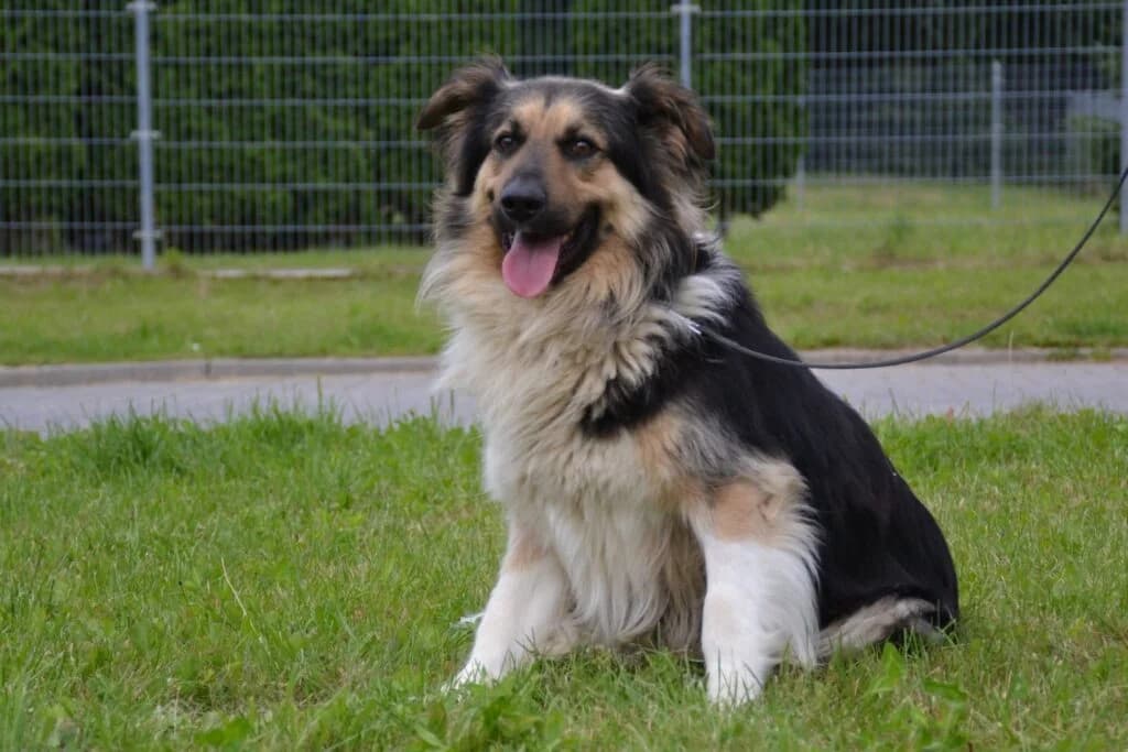Hunter,  Mixed Breed for adoption at Schronisko dla Zwierząt Koszalin, Koszalin