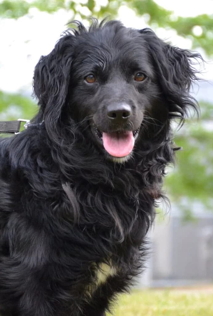 Wafel,  Mixed Breed for adoption at Schronisko dla Zwierząt Koszalin, Koszalin