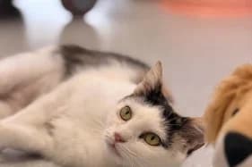 MAŚLANA, female 6yo Mixed Breed for adoption at Schronisko Kraków, Kraków