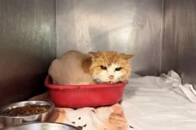 CIAPUSIA, female senior Domestic Shorthair for adoption at Schronisko Kraków, Kraków