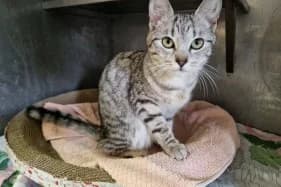 PEREŁKA, female Domestic Shorthair for adoption at Schronisko Kraków, Kraków