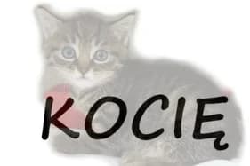 ANYŻ, male Mixed Breed for adoption at Schronisko Kraków, Kraków