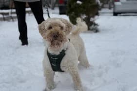 HOLLY, male Poodle for adoption at Schronisko Kraków, Kraków