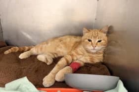 DONBAS, male Mixed Breed for adoption at Schronisko Kraków, Kraków