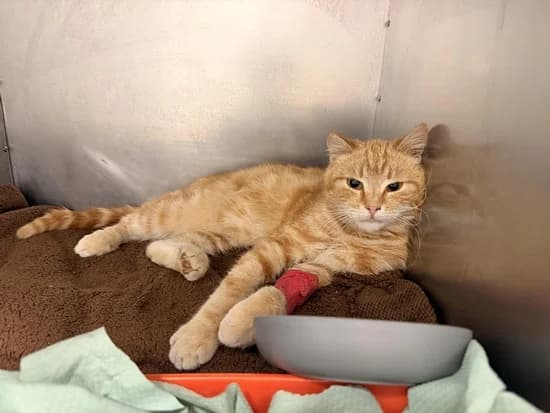 DONBAS, male Mixed Breed for adoption at Schronisko Kraków, Kraków — photo 2 of 2